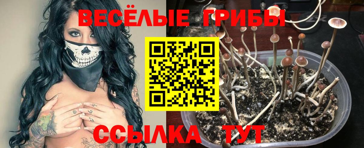 Кинель  Псилоцибиновые грибы Cubensis  Вход с VPN 